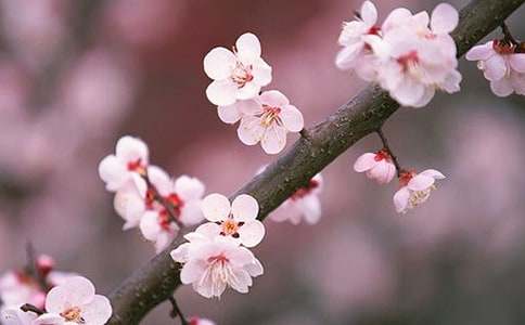 桃花源的導游詞800字_桃花源的導游詞_桃花源導游詞怎么寫